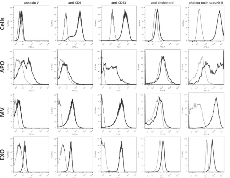 Fig 2. Flow cytometric characterization of EV subpopulations. EV subpopulations were isolated from BV-2 cells, and were analyzed along with the releasing cells either directly (MVs and APOs) or after coupling to latex beads (EXOs) by flow cytometry using a