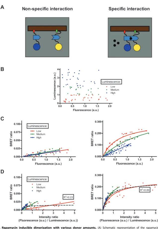 Figure 3. Rapamycin inducible dimerization with various donor amounts. (A) Schematic representation of the rapamycin inducible dimerization system: PM2-FKBP-RLuc (left molecule) and Venus-FRB-CAAX (right molecule) show non-specific interaction in the absen