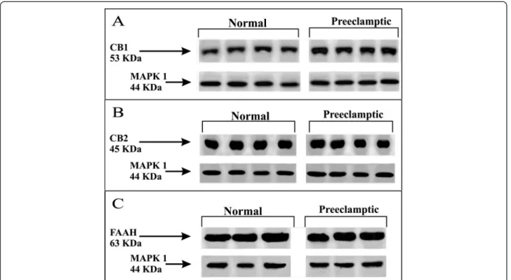 Figure 1 Representative Western blotting demonstrating CB1 (A), CB2 (B) and FAAH (C) expressions in normal and preeclamptic placental tissue.