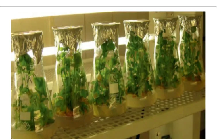 Figure 1: In vitro Lobelia inflata cultures (6 weeks) in the climatized growth room.