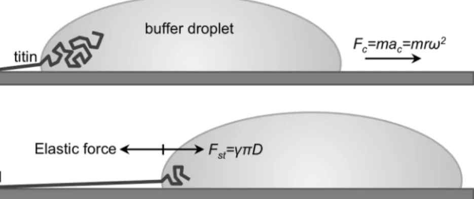 Figure 1. Schematics of the titin-stretch experiment. a. A titin molecule, attached by one of its ends (typically its M-line end, indicated with M) to the mica surface is pulled by a receding buffer droplet accelerated by centrifugal force (F c )