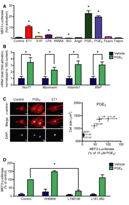 Figure 1. Screening the effect of different GPCR agonists on MEF2 activity.