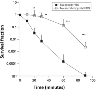 Figure 5: Time-dependent killing of C. albicans shaken in phosphate-buffered saline (PBS) at  37°C with 90 mM P-Asc with or without addition of the iron chelator 2,2-bipyridyl (500 µM)
