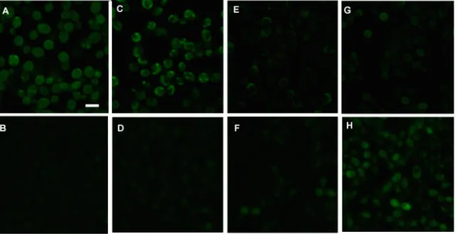 Figure  8:  Representative  two-photon  excitation  fluorescence  and  conventional  confocal  microscopy  images  of  intracellular  cell  redox  changes  in C