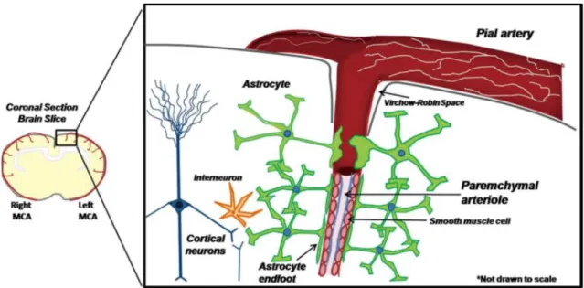 Figure 1: Cortical parenchymal arterioles and the surrounding astrocyte network  (Dunn and Nelson, 2010) 