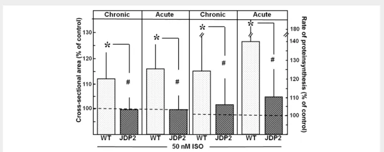 Figure 4 Protection against hypertrophic growth stimulation under chronic and acute JDP2 overexpression