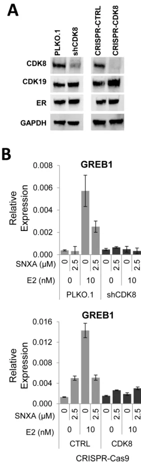 Figure 4: Effects of CDK8 knockdown and knockout on ER-regulated gene expression.  A. shRNA knockdown of CDK8  in BT474 cells (BT474 shCDK8) and CRISPR-Cas9 knockout of CDK8 in BT474 cells (BT474 CRISPR-CDK8) analyzed for protein  expression by western blo