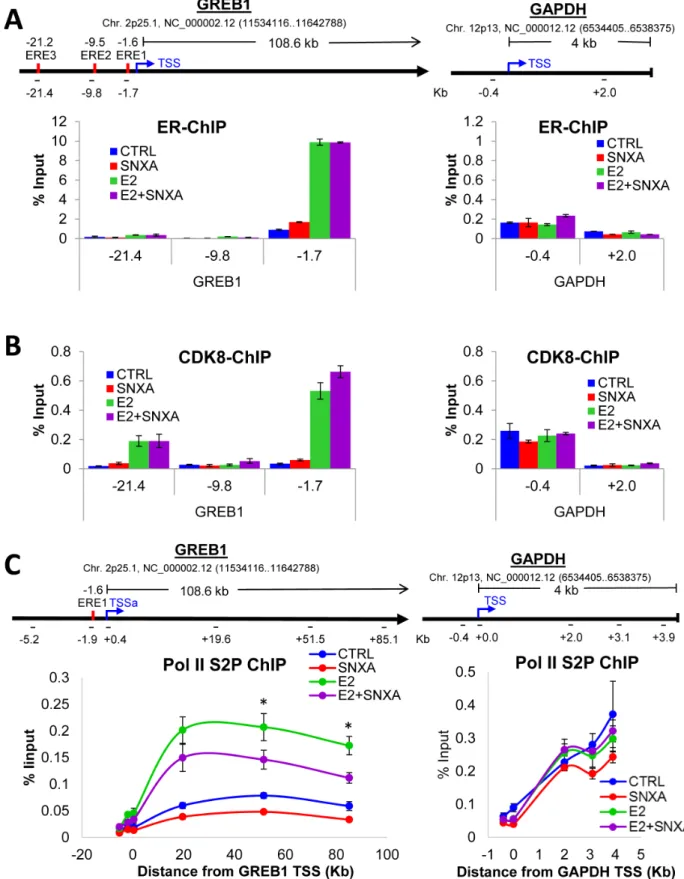 Figure 6: Chromatin immunoprecipitation (ChIP) analysis of ER regulation by CDK8/19.  ChIP for ER A., CDK8 B