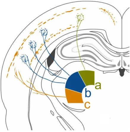 Figure 1.2.1. Example of different projection patterns of various thalamic nuclei. 