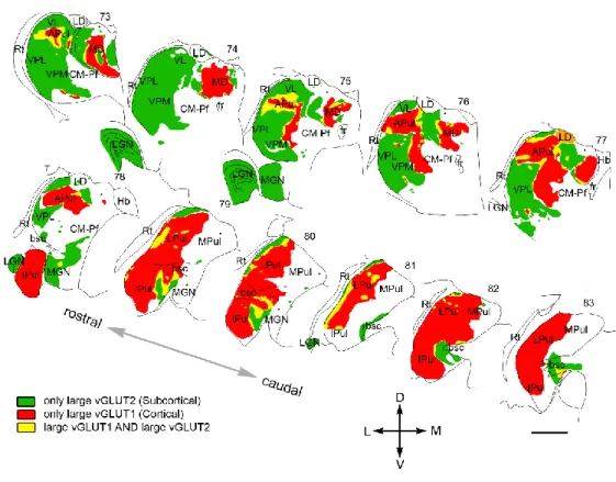Figure 1.7.1. Distribution of drivers with different origin in the primate thalamus. 