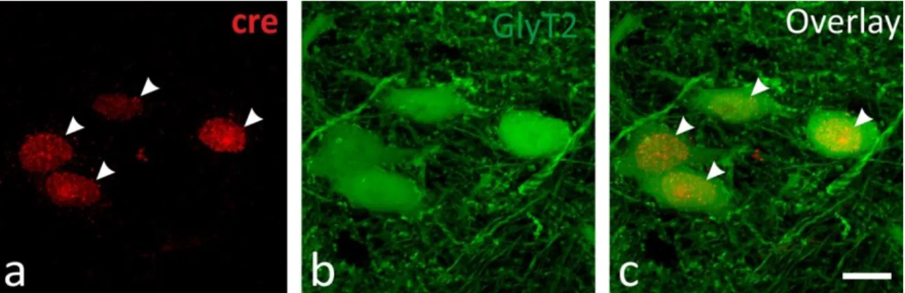 Figure 4.1.2. Validation of selective cre expression in the glycinergic neurons. 