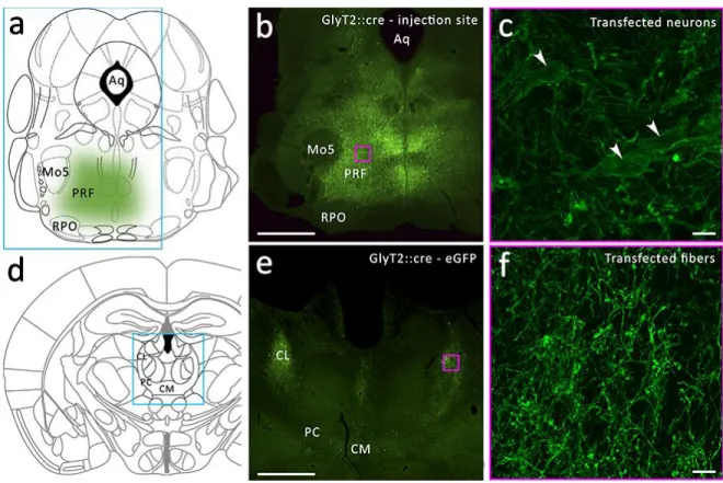 Figure 4.1.3. Anterograde virus tracing from the PRF in GlyT2::cre animals. 