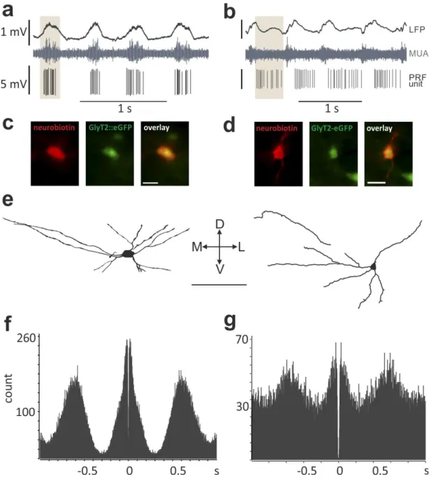 Figure 4.2.2. Baseline activity of the PRF glycinergic neurons. 