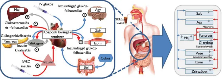 1. ábra A szénhidrát-anyagcsere alapvető folyamatai és a keringési modell sémája