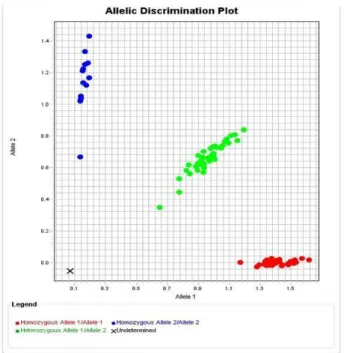 4. ábra: A PCR eredményeképpen létrejött allél diszkriminációs plot diagram. Piros: 1-es  allélra  homozigóta,  zöld:  heterozigóta,  kék:  2-es  allélra  homozigóta,  X:  nem  meghatározható