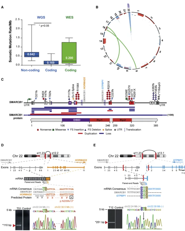 Figure 1. ATRT Coding Genome Is Predominantly Targeted By Structural Alterations