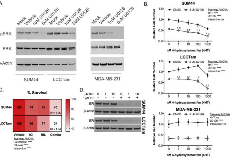 Fig. 5. The MEK inhibitor U0126 or the glutamate release inhibitor Riluzole enhances or restores endocrine response in ILC cells