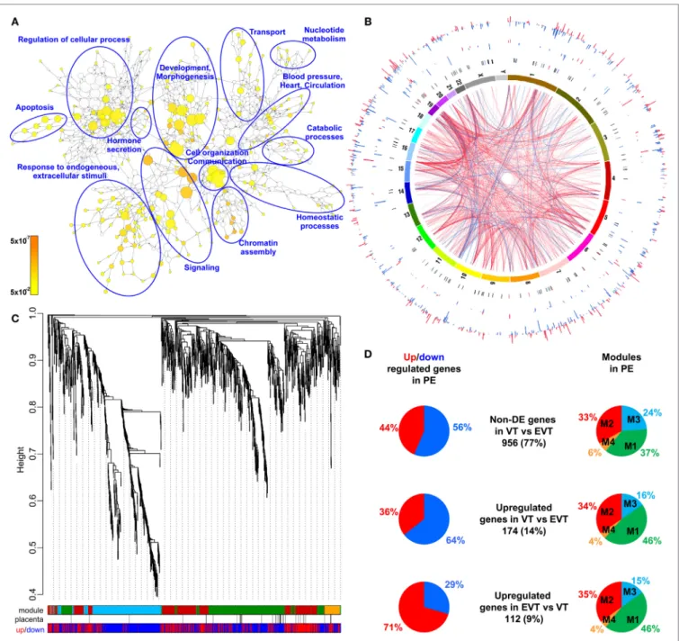 FigUre 3 | Placental transcriptomic changes in preterm preeclampsia. (a) The network of biological processes enriched among differentially expressed (DE) genes