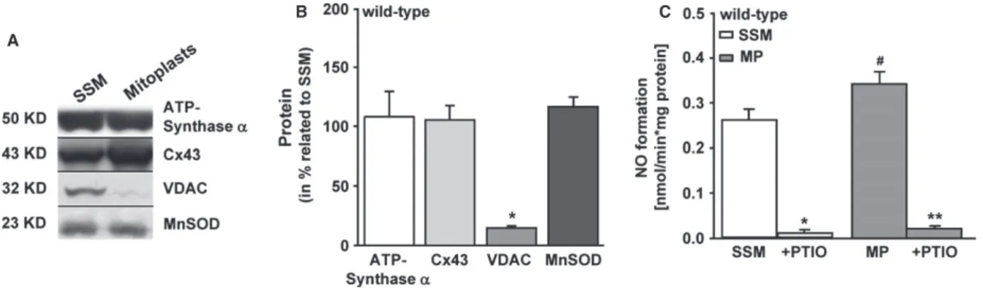Fig. 4 Nitric oxide formation in mitoplasts of wild-type mice. (A) Representative Western blot shows the difference between subsarcolemmal mito- mito-chondria (SSM, n = 5) and mitoplast (MP, n = 6) preparation by the absence of the outer mitochondrial memb