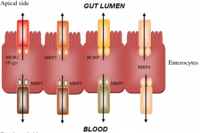 Figure  4:  ABC  transporter  localisation  in  gut  epithelial  cells.  P-glycoprotein  (Pgp/MDR1),  MRP2  and  BCRP  are  localised  in  the  apical  membrane,  effluxing  compounds  back  in  to  the  gut  lumen;  whereas  MRP1,  3  and  5  are  localis