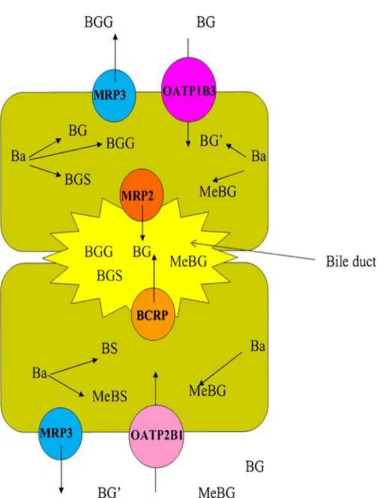 Figure  5:  Proposed  diagram  of  hepatic  metabolism  and  disposition  of  B  (Zhang  et  al.,  2011a)