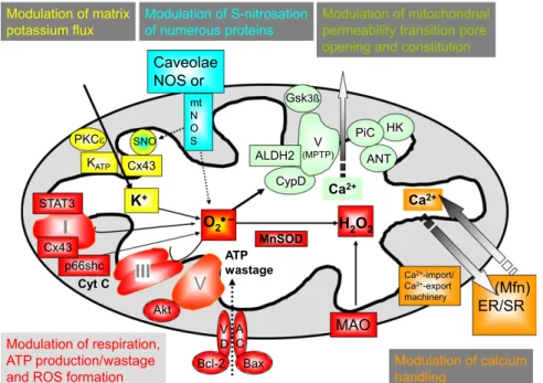 Fig. 2. Mitochondrial reactive oxygen species (ROS, including O 2 2 , H 2 O 2 ) are at the center of cardioprotection and/or irreversible injury depending on the timing and quantity of their generation