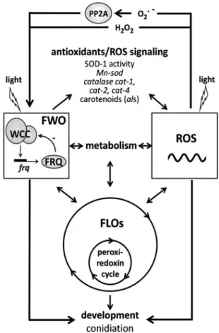 FIG. 5. Possible interconnections of the ROS system and the main circadian clock of Neurospora, the FWO