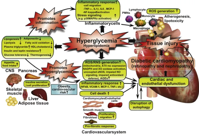 Fig. 1. Interplay of hyperglycemia and peripheral metabolism in cardiometabolic syndrome in mediating diabetic cardiovascular complications