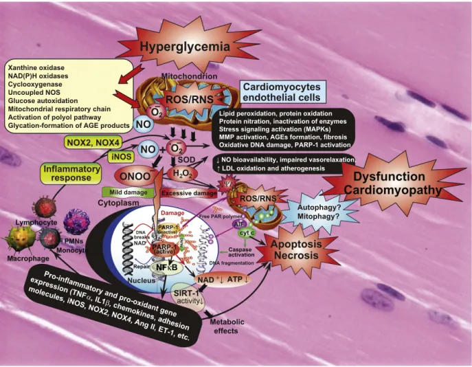 Fig. 2. Interplay of oxidative and nitrosative/nitrative stress with cell death pathways in diabetic cardiomyopathy