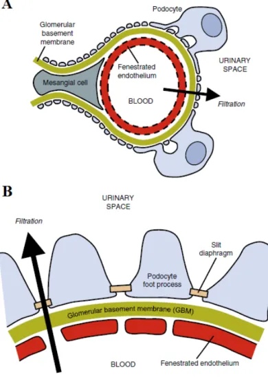 Figure 1: Glomerular structure: 