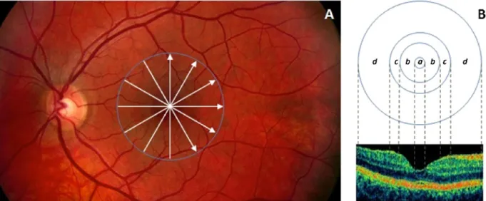 Fig 2. Retinal scanning and macular regions used in the study. (A) The fundus image of a healthy eye