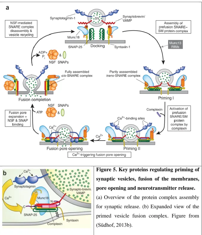 Figure 5. Key proteins regulating priming of  synaptic  vesicles,  fusion  of  the  membranes,  pore opening and neurotransmitter release