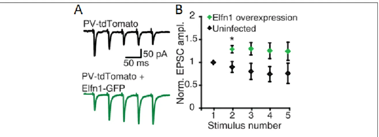 Figure  6.  Overexpression  of  Elfn1  in  PV +   INs  converts  the  short-term  synaptic  properties of PC-to-PV IN synapses
