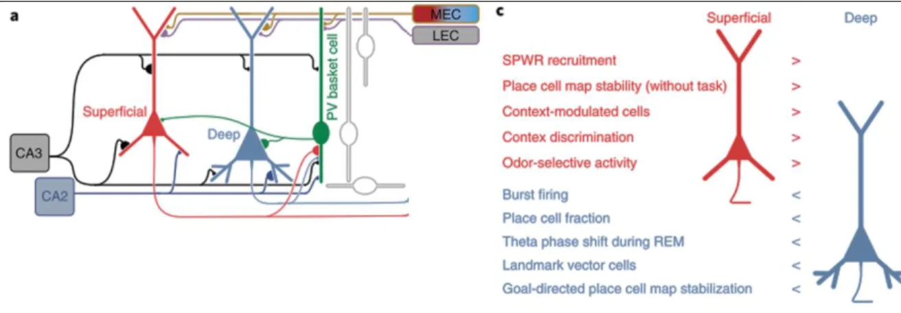 Figure 8. Different connectivity and synaptic properties of radially defined CA1 PC  subpopulations can potentially result in their different recruitment during behavior