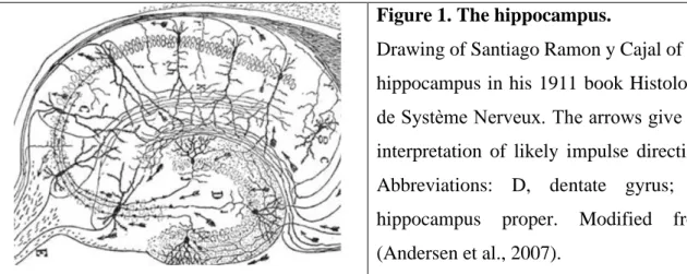 Figure 1. The hippocampus. 