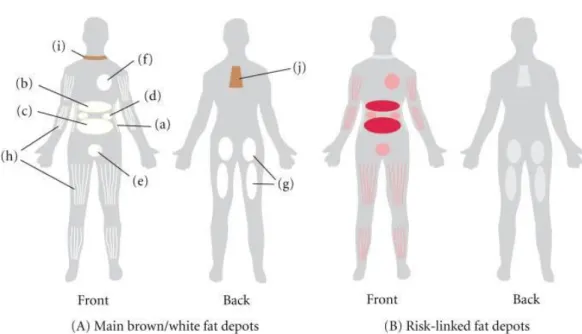 Figure  1.  (A)  The  main  white  adipose  tissues  (WATs)  are  abdominal  subcutaneous  adipose  tissue (SAT, (a)), and visceral adipose tissue (VAT)
