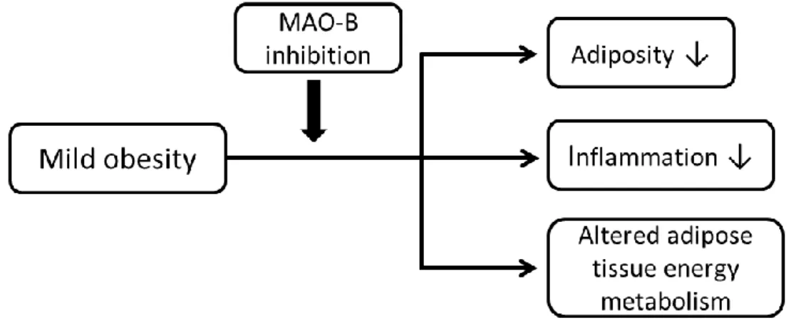 Figure 3. Effect of MAO-B inhibition in mild obesity. 