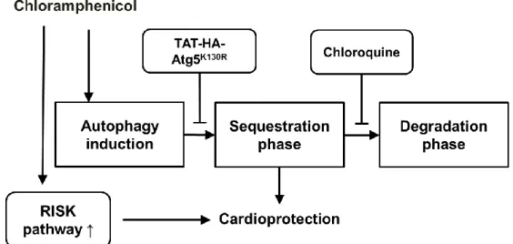 Figure 4. Chloramphenicol-induced cardioprotection requires the sequestration  phase of autophagy, not the degradation phase