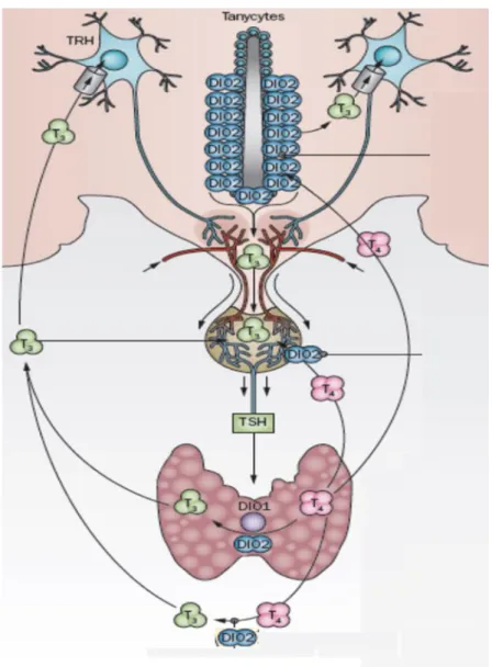 Figure 2. The hypothalamo-pituitary-thyroid axis and its interaction with local D2-mediated T 3
