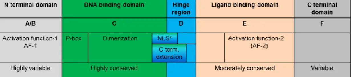 Figure 5. Binding of thyroid hormone receptors to DNA. Thyroid (TR) and retinoid X receptor  (RXR) heterodimers bind to DNA half site sequences called TH response element (TRE)