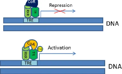 Figure 6. Activation and repression of positively regulated genes by thyroid hormone receptors