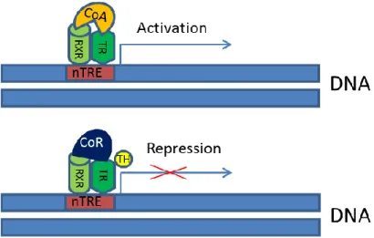 Figure 7. Activation and repression of negatively regulated genes by thyroid hormone receptors  (Model  1)