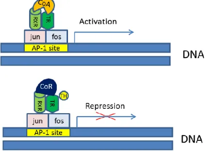 Figure 9. Activation and repression of negatively regulated genes by thyroid hormone receptors  (Model  3)