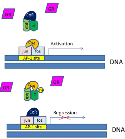 Figure  10.  Activation  and  repression  of  negatively  regulated  genes  by  thyroid  hormone  receptors  (Model  4)  (Based  on  the  model  described  by  Kamei  et  al.,  1996  and  Tagami  et  al.,  1997)