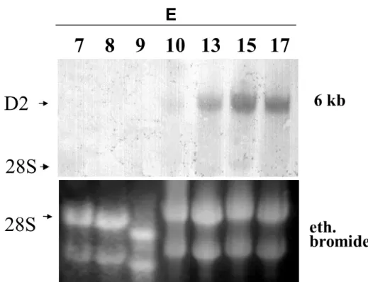 Figure  12.  Ontogenic  increase  of  D2  mRNA  expression  in  the  developing  chicken  brain