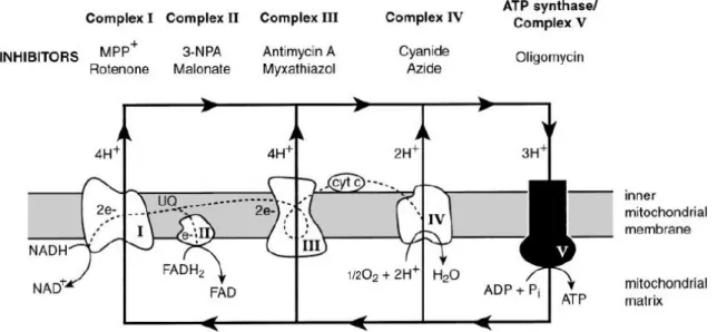 Figure 1: The flow of electrons and protons through the respiratory complexes. Reproduced from [1]; 