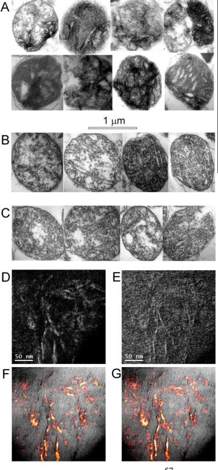 Figure  7:  TEM  and  EFTEM  images  of  Ca 2+ -loaded  Artemia  mitochondria. (A, B) TEM images  of  Artemia  mitochondria  loaded  with Ca 2+ , incubated in the absence  (A)  or  presence  (B)  of  ADP