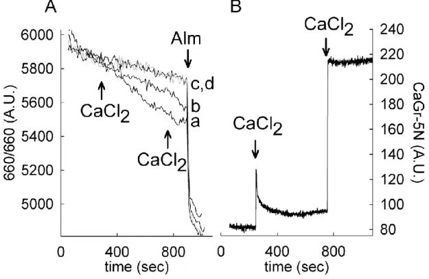 Figure  8: Effect of Ca 2+   uptake on light scattering in  mitochondria isolated from the liver of X
