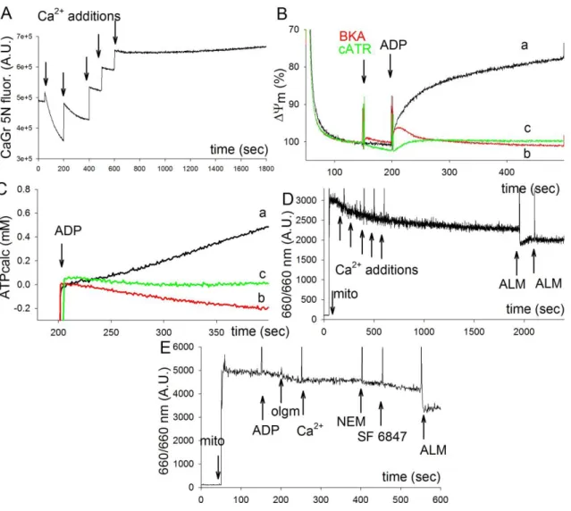 Figure  9:  BKA  sensitivity  and  presence  of  PTP  in  Cyclops  vicinus  vicinus.  (A)  Reconstructed  time  courses  of  CaGr-5N  fluorescence.1  mg/ml  mitochondria  was  added  at  the  start  of  the  experiment  and  consequently challenged with 50