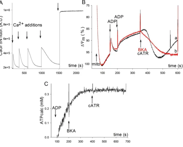 Figure 11: BKA sensitivity and Ca 2+  uptake in Daphnia pulex. (A) Reconstructed time courses of CaGr- CaGr-5N  fluorescence.1  mg/ml  mitochondria  was  added  at  the  start  of  the  experiment  and  consequently  challenged  with 100 µM CaCl 2  pulses 